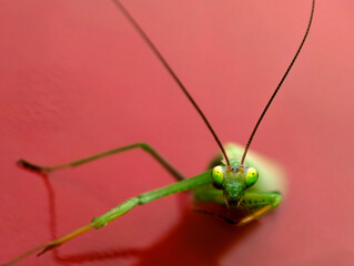 Portrait of a praying mantis on a red background. 