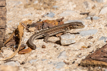 Lagartija ibérica o Podarcis hispanica, reptil silvestre. Fauna y animales típicos de España.