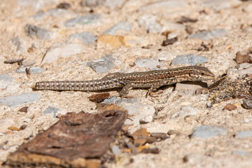 Lagartija ibérica o Podarcis hispanica, reptil silvestre. Fauna y animales típicos de España.