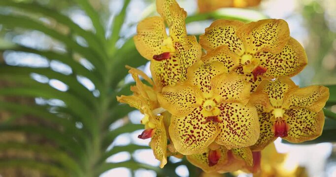 Vibrant Yellow Orchid Flowers with Intricate Patterns Surrounded by Lush Green Foliage. Vanda Orchid