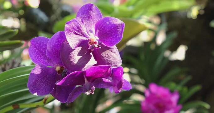 Beautiful Purple Orchid Blooming Amidst Green Foliage in a Lush Garden Setting. Vanda Orchid