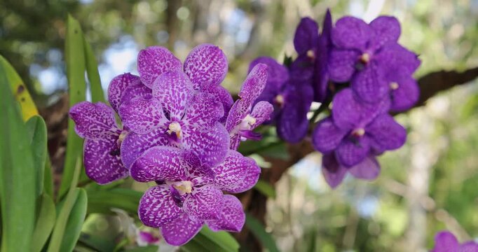Bright Purple Orchids in Vibrant Green Background Captured in Natural Setting. Vanda Orchid