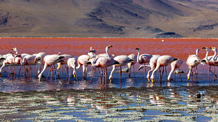 The Jamesflamingos of the Laguna Colorada in Bolivia