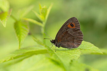 The Scotch argus ( Erebia aethiops ). A brown butterfly sits on a green leaf.