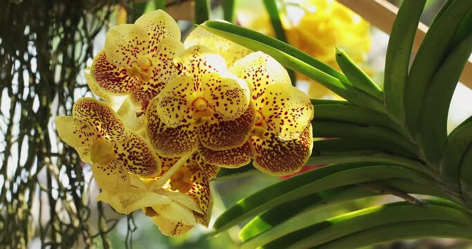 Bright Yellow Orchid Blooms with Unique Patterns in a Tropical Indoor Setting. Vanda Orchid