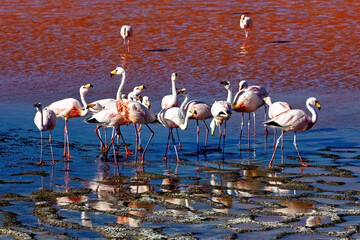 The Jamesflamingos of the Laguna Colorada in Bolivia