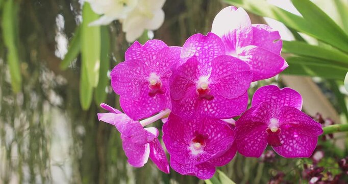 Vibrant Purple Orchid Blooms Captured in Natural Light with Soft Background Blooms. Vanda Orchid