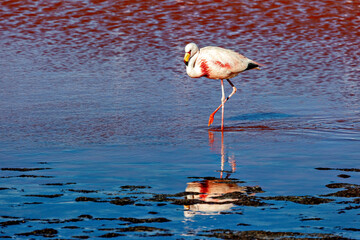 The Jamesflamingos of the Laguna Colorada in Bolivia