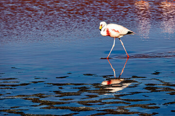 The Jamesflamingos of the Laguna Colorada in Bolivia