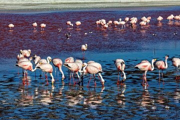 The Jamesflamingos of the Laguna Colorada in Bolivia