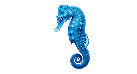 Seahorse with curly tail isolated on white background