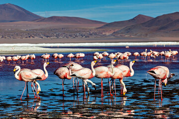 The Jamesflamingos of the Laguna Colorada in Bolivia
