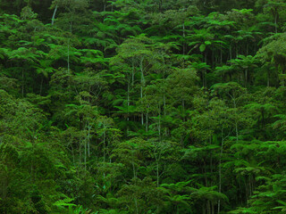 Obraz premium Forêt tropicale dense avec végétation verte luxuriante