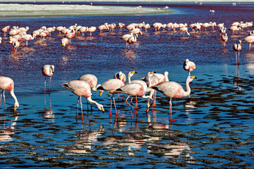 The Jamesflamingos of the Laguna Colorada in Bolivia