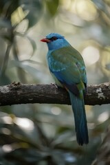 Obraz premium Tropical Bird Perched Gracefully in Natural Habitat