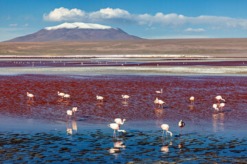 The Jamesflamingos of the Laguna Colorada in Bolivia