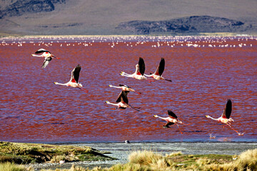 The Jamesflamingos of the Laguna Colorada in Bolivia