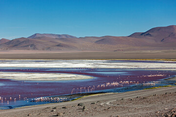 The Laguna Colorada in Bolivia
