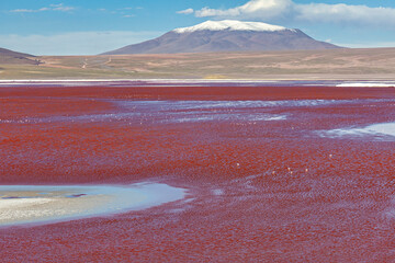 The Laguna Colorada in Bolivia
