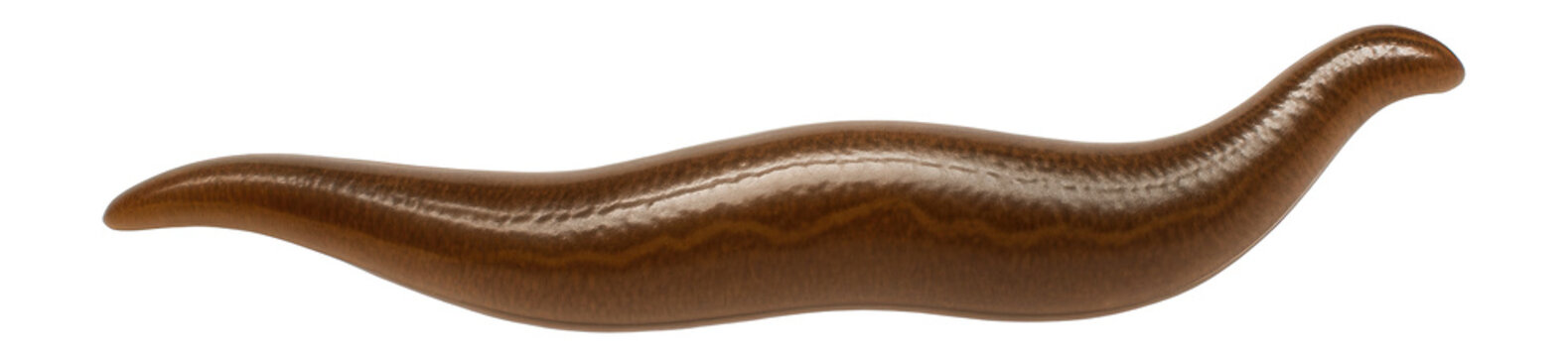 Brown ribbon leech with elongated, slender body and faint dorsal pattern