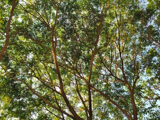Looking Up Through green Tree Canopy