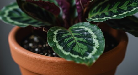 Close up of a green houseplant with patterned leaves in a terracotta pot with dark soil. Indoor plant for home decor.