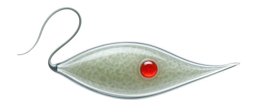 Euglena cell with elongated, spindle-like form and visible red eyespot