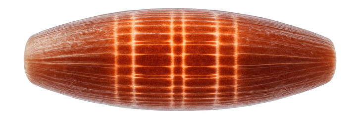 Phase contrast microscopy image of a single muscle fiber with striations and sarcomere pattern