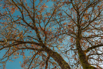 Autumn (fall) background or pattern - blue sky with golden leaves in the treetops.