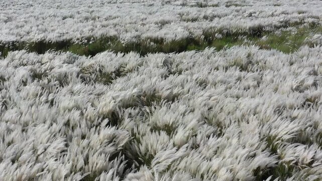 Aerial view of a vast field of Saccharum spontaneum creating a sea of white against pockets of green, Bogura, Rajshahi Division, Bangladesh.