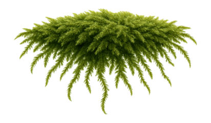 Hypnum moss with fine, trailing stems and a soft, velvety feel