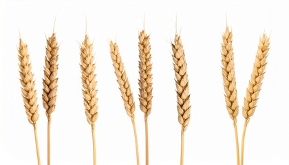 Golden Wheat Stalks Agriculture, Harvest, Grains, Cereal, Food
