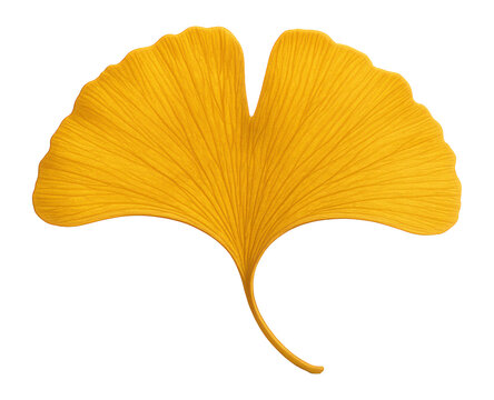 Ginkgo leaf with fan-shaped, bilobed form and bright yellow hue