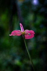 pink flower in the garden
