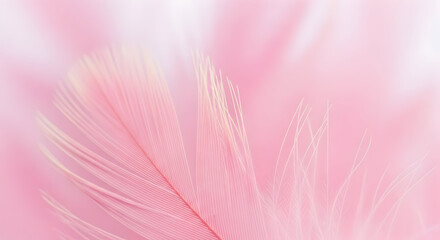 Soft Pink Feathers: Delicate Texture and Pastel Colors.