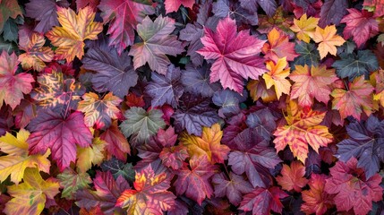 An abstract celebration of the autumn season. A vibrant and textural composition of changing leaves in shades of red, orange, and yellow, symbolizing the quiet beauty and rich palette of fall.