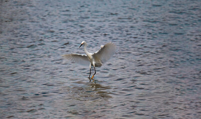 White Egret Spreading Wings While Standing in Shallow Water