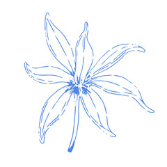 Ylang-ylang flower vector illustration in blue line art style. Hand-drawn exotic blossom isolated on white background. Perfect for botanical prints, perfume design, and decorative projects.