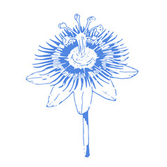 Obraz premium Passionflower blossom vector illustration in blue line art style. Exotic flower hand-drawn and isolated on white background. Ideal for botanical design, textiles, and packaging.