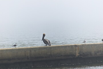 A pelican is shrouded in fog as it sits on a concrete bulkhead along a river.