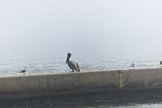A pelican is shrouded in fog as it sits on a concrete bulkhead along a river.