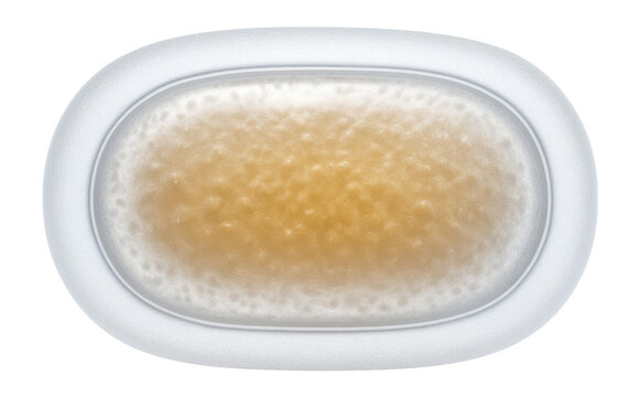 Azotobacter cell showing oval form and thick capsule