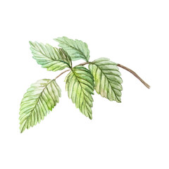 Green raspberry leaf watercolor. Hand drawn botanical illustration of branch isolated. Bright berry clipart for food and cosmetic labels and packages.