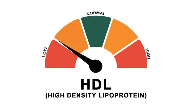 Animated HDL level meter decreasing from normal to low level, ideal for concepts related to low HIGH DENSITY LIPOPROTEIN cholesterol and cardiovascular wellness