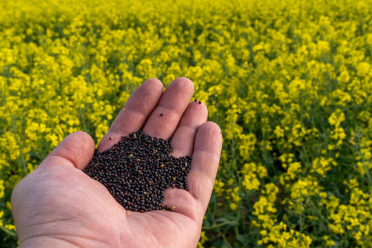 Hand holding rapeseed grains in front of a vibrant yellow field of blooming plants during daylight