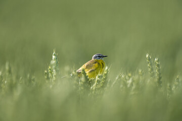Western Yellow Wagtail in Field, Motacilla flava
