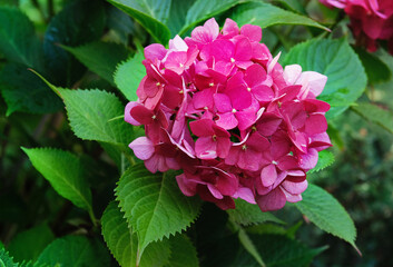 Bright hydrangea blooming
