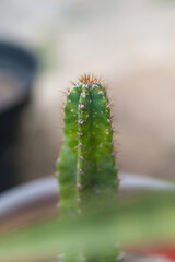 Striking Cereus repandus cactus with a spiky, detailed trunk and a beautifully blurred background,...