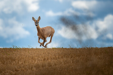 Biegnąca sarna na polu, koziołek, skaczący w powietrzu, patrzący się w obiektyw © Headout