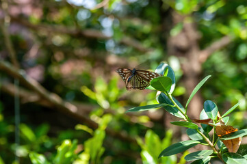 A beautiful butterfly with a brown and white pattern rests on a green leaf, capturing the tranquility of nature and wildlife